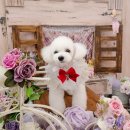 알콩달콩 펫살롱 이미지