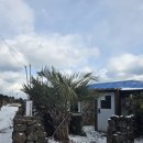 복터진 강아지 | 제주하도 돌콤 숙박 후기 내돈내산 | 제주 동쪽 애견동반 숙소 추천