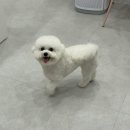 내동애견 이미지