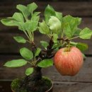 국제근육병장애인협회 이미지