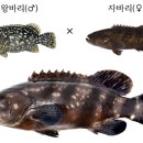 대왕광고 이미지
