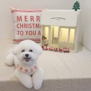 써니 애프터눈 이미지