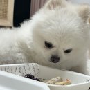 댕댕이점빵 이미지