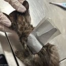 묘생역전 이미지