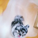 엔조이펫 이미지