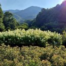 숫타니파타 5:1-982 사경모음 이미지