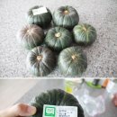 새롬농장 이미지