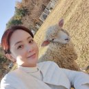 (주)휘바핀란드위드플레이정글 | 홍천 애견동반 가볼만한곳 '휘바핀란드' 푸르른 초원에서 힐링하기