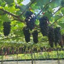 오룡농장 이미지