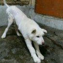 평강주유소 이미지