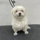 Re Pet 애견샵 이미지