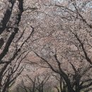 암곡 | 경주 숨은 벚꽃명소 ‘암곡벚꽃터널’ 만개 놓쳤을 때 가기 좋은 나만 알고 싶은 벚꽃명당