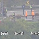 49돼지 이미지