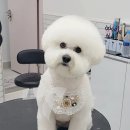 리치펫살롱 네이버블로그