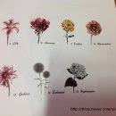 색연필로 쉽게 그리는 보타니컬아트 이미지