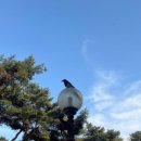 바즈플라워 네이버블로그