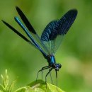 풀잎궁전 이미지