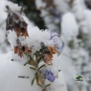 로즈마리 정원 이미지