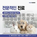 하나로동물병원 | 대전동물병원 하나로동물병원 이용 전 알아둘 핵심 내용