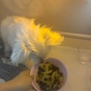 건강한 실속 집밥 레시피 이미지