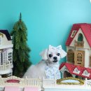 바우미우동물병원 이미지