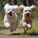 달성축산동물병원 이미지