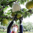 슈퍼브릭스 이미지