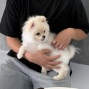 리츠펫 동탄능동점 이미지