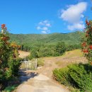 [한강]중부단맥종주-뾰지게봉 중부봉 내동산(평창)-오대산은 벌써 단풍이 들기 시작했고 산줄기 끝날때까지 조망은 없고 깊고깊은 숲속 나물 이미지