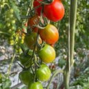 렉스플라이 이미지