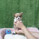 광주강아지분양 고양이분양 펫왕국 | 광주강아지분양종류 펫왕국 다양한 견종