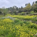 7327 | 입장료 없는 제주도 유채꽃 명소: 서귀포 엉덩물계곡 주차장 및 뚜벅이 코스 완벽 정리
