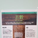 보사우러스(Bosaurus)