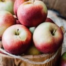 그린파파야 이미지