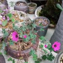 꽃의계절 이미지