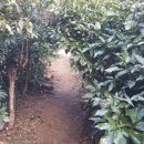 금식농장 이미지