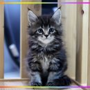 문캐터리 이미지