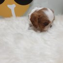 미스터앤 미세스멍 원주점 이미지