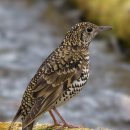 【호랑지빠귀 White's Thrush)】 「휘파람 소리, 귀신이 내는 소리」 이미지