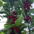 은혜농장 이미지