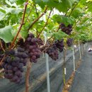 청마농장2 이미지