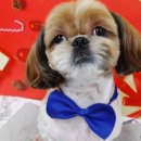 그루밍 솔루션 이미지