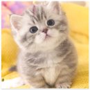 강남고양이분양 호야캣 | 강남에서 고양이 분양? 호야캣에서 만나요!