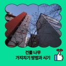 여무 | 건물 나무 가지치기 방법과 시기
