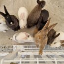 증평수족관 이미지