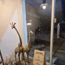 강남장여관 | 춘천 여행 돈까스 맛집 추천 강남1984 | 회식하기 좋은 곳, 56cm 초거대 바게트 피자 후기