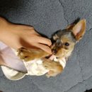 요미 Daum카페