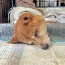 웃는 강아지 이미지