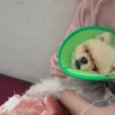 AP 동물병원 이미지