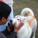 성주허스키켄넬 이미지